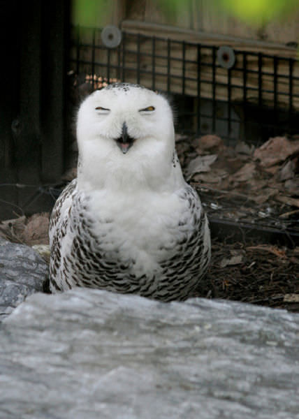 Foto-Foto Lucu dan Bikin Geli dari Seekor Owl 