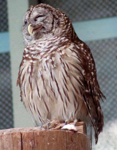 Foto-Foto Lucu dan Bikin Geli dari Seekor Owl 