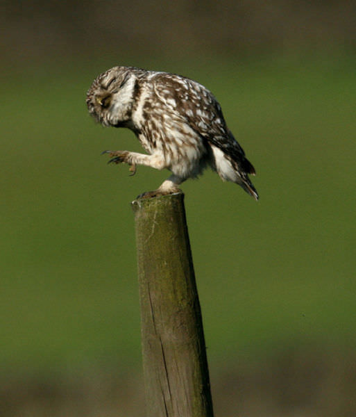 Foto-Foto Lucu dan Bikin Geli dari Seekor Owl 