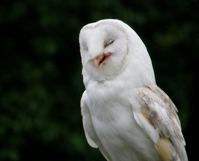 Foto-Foto Lucu dan Bikin Geli dari Seekor Owl 