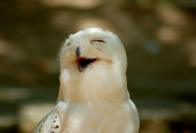 Foto-Foto Lucu dan Bikin Geli dari Seekor Owl 