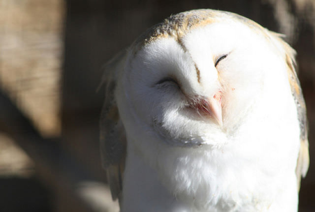 Foto-Foto Lucu dan Bikin Geli dari Seekor Owl 