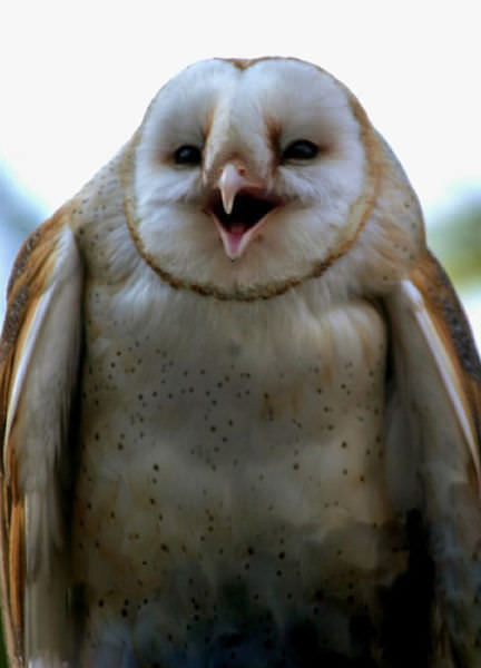 Foto-Foto Lucu dan Bikin Geli dari Seekor Owl 