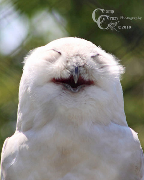 Foto-Foto Lucu dan Bikin Geli dari Seekor Owl 