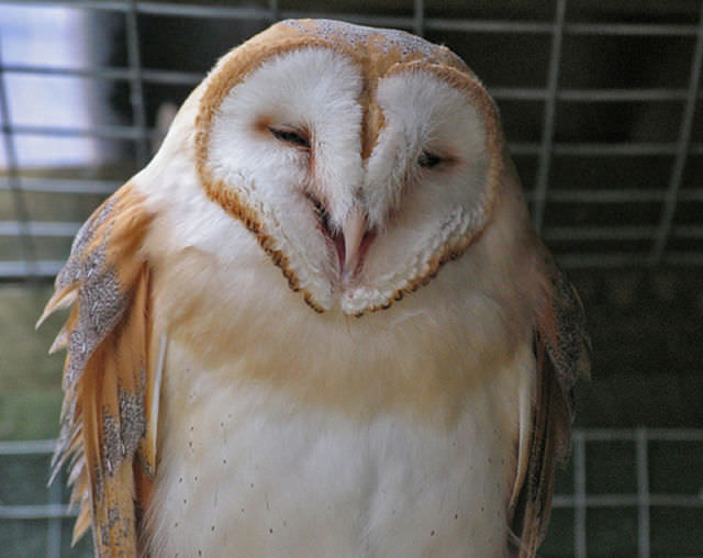 Foto-Foto Lucu dan Bikin Geli dari Seekor Owl 