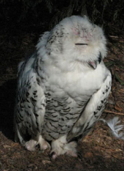 Foto-Foto Lucu dan Bikin Geli dari Seekor Owl 