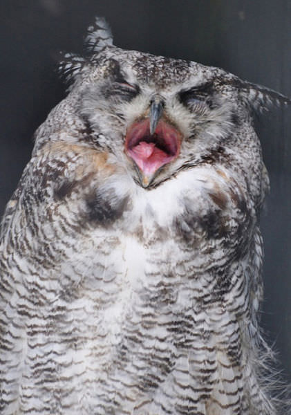 Foto-Foto Lucu dan Bikin Geli dari Seekor Owl 