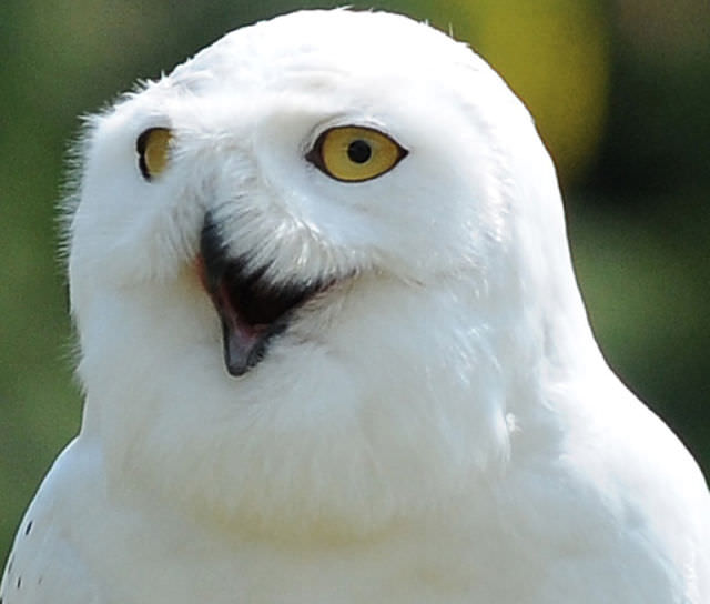 Foto-Foto Lucu dan Bikin Geli dari Seekor Owl 