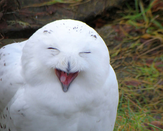 Foto-Foto Lucu dan Bikin Geli dari Seekor Owl 