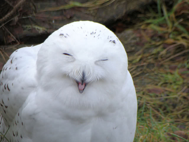 Foto-Foto Lucu dan Bikin Geli dari Seekor Owl 