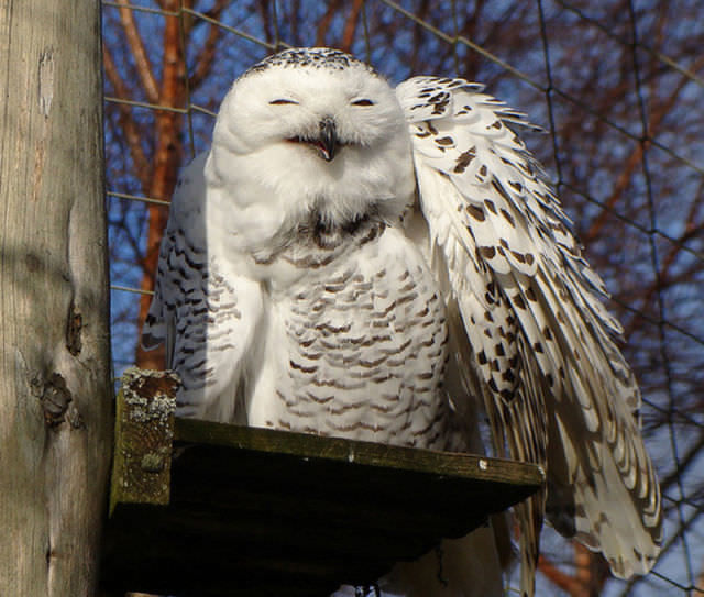 Foto-Foto Lucu dan Bikin Geli dari Seekor Owl 