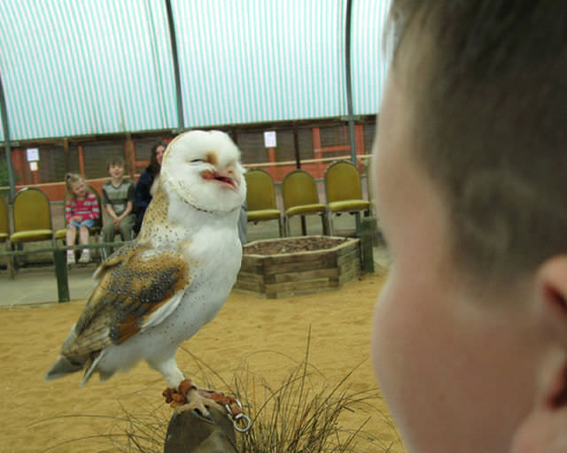 Foto-Foto Lucu dan Bikin Geli dari Seekor Owl 