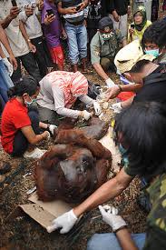 Orang Utan mati terbakar warga