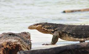 Keindahan Bawah Laut Pulau Biawak Indramayu