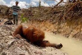 Satu kata ! Biadap pembantaian Orang Utan oleh perusahaan Malaysia