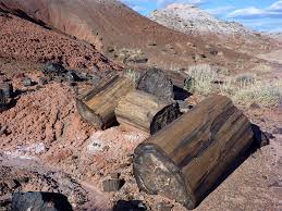 Petrified Forest, Tempat Dimana Pohon-pohon Berubah Menjadi Batu