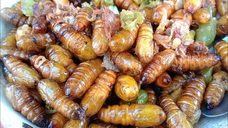 Tak Hanya Nasi, Belalang Goreng Jadi Menu Bergizi Gratis di Blora Jawa Tengah 