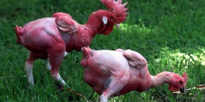 5 Ayam Unik dan Aneh Berharga Fantastis 