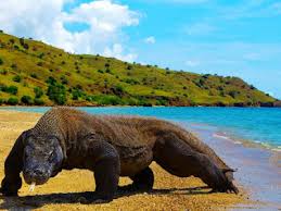 Pulau Komodo Jadi Wisata Ekslusif? Apa Dampaknya?