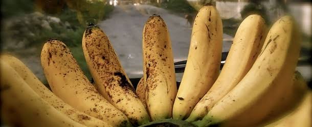 5 varietas pisang Unggul paling enak di Indonesia