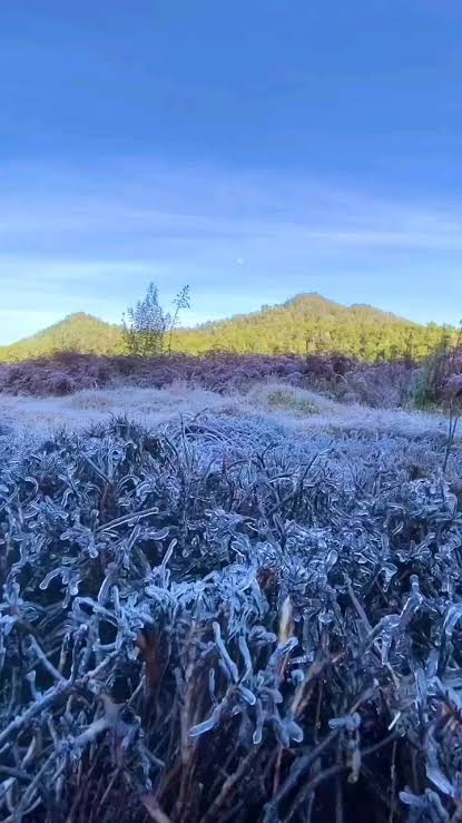 Dieng Membeku! Suhunya Minus 1,7 Derajat Celcius, Embun Es Tebal