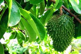 Manfaat Obat Alami Tanpa Kita Sadari Bisa Menyembuhkan Berbagai Penyakit!