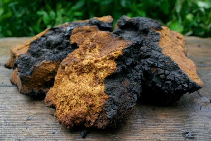 Makanan super hingga ladang uang, berikut fakta luar biasa Jamur yang belum kamu tau.
