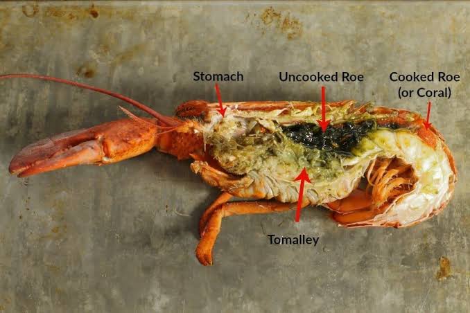 Selain enak di makan, ini 7 keunikan lobster yang belum kalian tau.