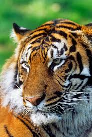 Siapa Tak Bangga Jadi Anak Indonesia?