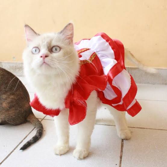 pria-di-bengkalis-jadi-tersangka-gegara-pasang-bendera-merah-putih-di-leher-anjing