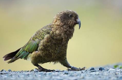 Beo Kea, Inilah Satu-satunya Burung yang Bisa Menularkan Kebahagiaan