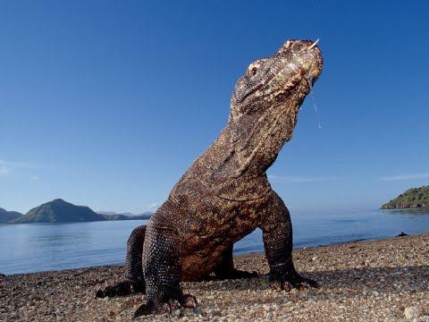Pulau Komodo Jadi Wisata Ekslusif? Apa Dampaknya?