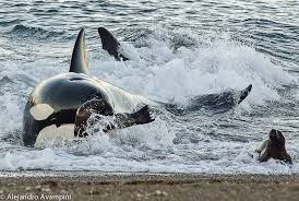 Strategi Berburu ORCA ! Wolf of the Sea