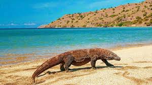 Rencana Wisata Eksklusif Pulau Komodo Semoga Efektif