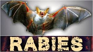 Vampire Bat,, Kelelawar Yang Gemar Menghisap Darah