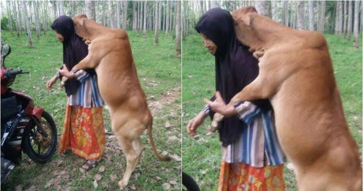 Idul Adha. Disini Kurban Sapi, Kalau Di India Bisa Dihukum Mati