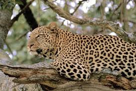 Perbedaan macan tutul, ,cheetah, jaguar dkk | KASKUS