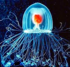 &quot;Immortal&quot; Jellyfish - Ubur-Ubur yang Hidup Abadi