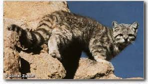 Kucing kucing paling imut tapi langka &#91;&#91;+pict&#93;&#93;