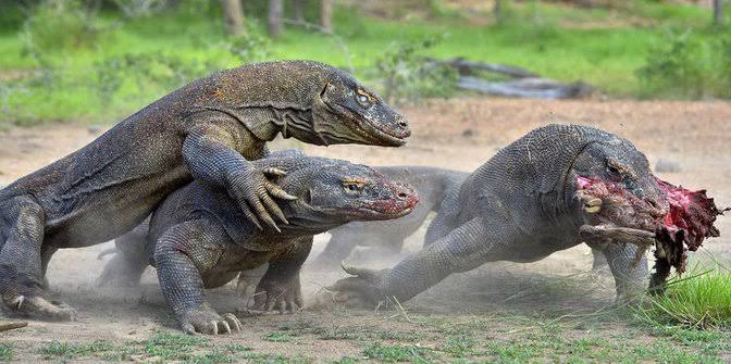 Pulau Komodo Tempatnya Wisata Orang Berdompet Gendut, Masa sih?