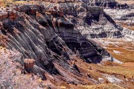 Petrified Forest, Tempat Dimana Pohon-pohon Berubah Menjadi Batu