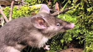 Sulawesi Snouter, Tikus Berkepala Babi Yang Endemik di Sulawesi