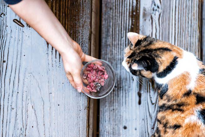7 Hal Yang Harus Kamu Siapkan Sebelum Mengadopsi Kucing Liar