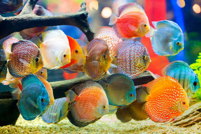 Ikan, investasi di bidang makanan dan hiburan.