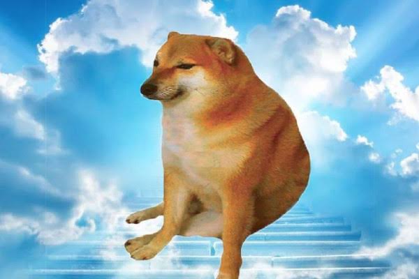 Viral Seekor Anjing di Sragen Dikuliti Hidup-hidup Bak Hewan Kurban, Polisi Turun