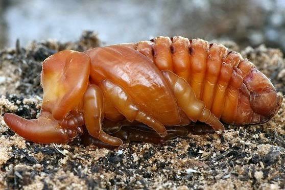 Spesies Ini Mampu Mengangkat Beban Sampai Berkali Lipat Berat Badannya. Amazing!