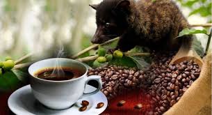 10 Keistimewaan Kopi Luwak dengan Harga Selangit