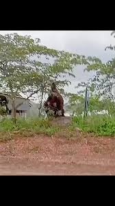 VIRAL Video Penampakan Orang Utan Raksasa Setinggi Rumah Gegerkan Warga Kalimantan 