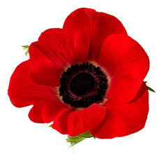 Mengenal Emblem Poppy Flower di Seragam Klub Liga Inggris