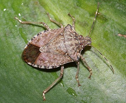 Stinkbug Bisa Pingsan Juga Setelah Mencium Bau Badannya Sendiri